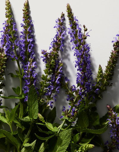 DOLCE & GABBANA THE ONE MEN Eau de Parfum 50ml DOLCE & GABBANA THE ONE MEN Eau de Parfum 50ml